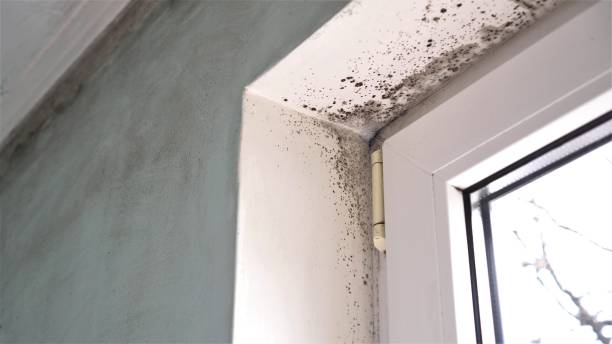 Best HVAC Mold Inspection and Cleaning  in Sidy, NE