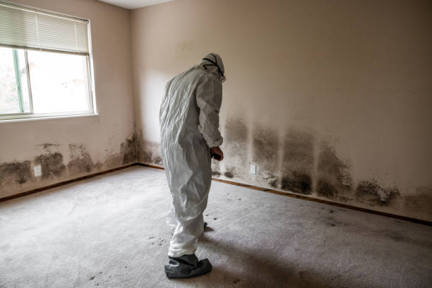 Best Water Damage & Mold Remediation  in Sidy, NE